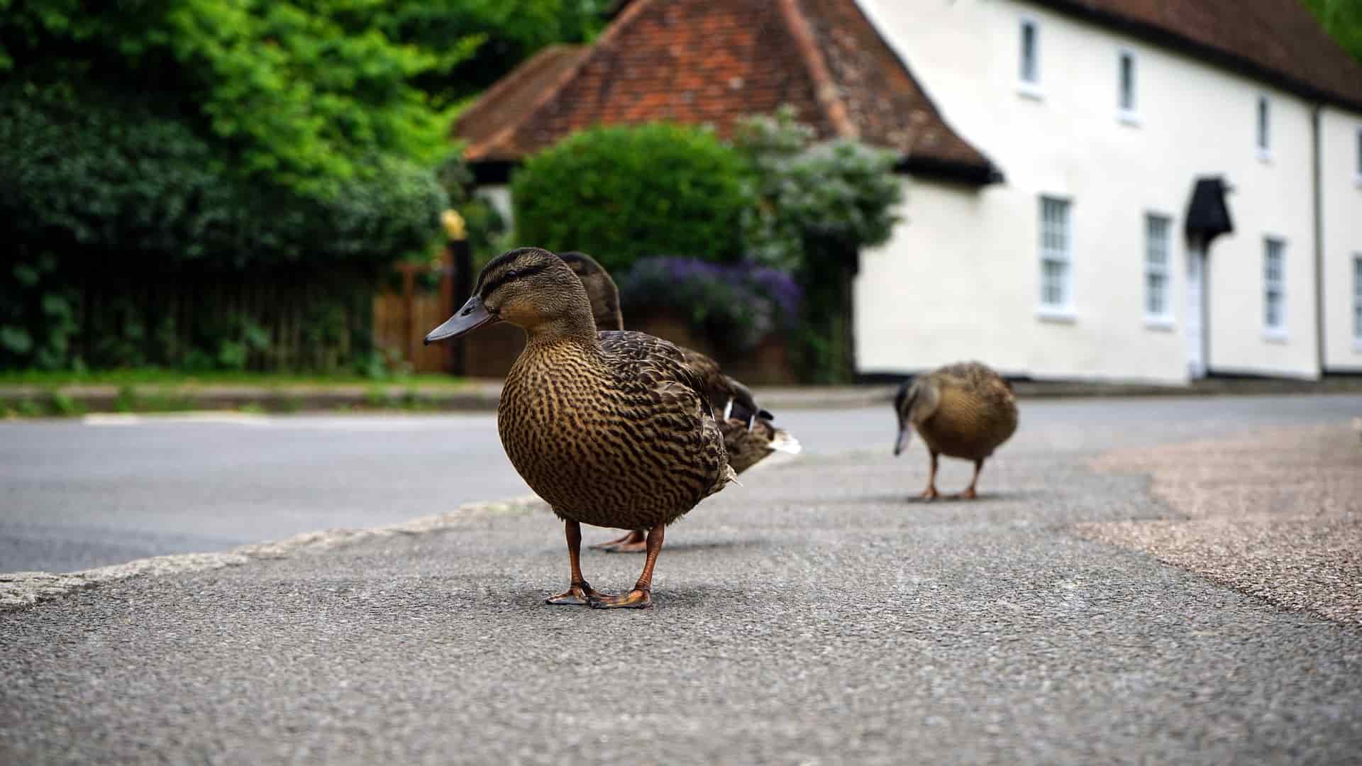 Ducks in Road
