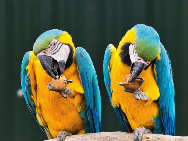 parrots at birdland
