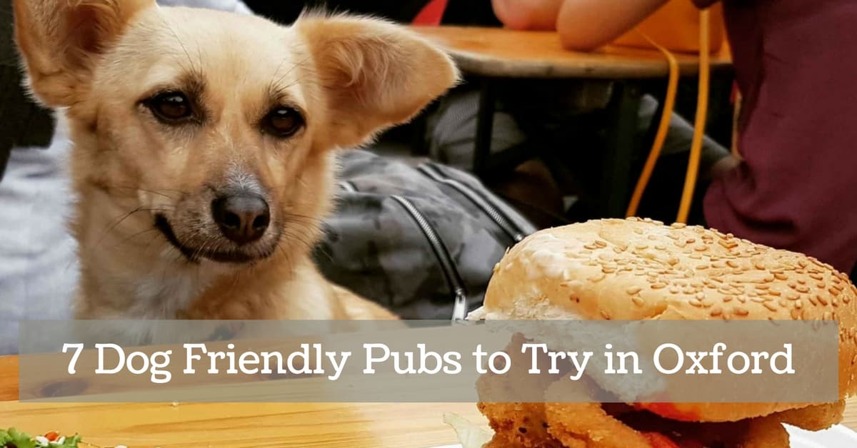 7 Dog-Friendly Pubs to Try in Oxford