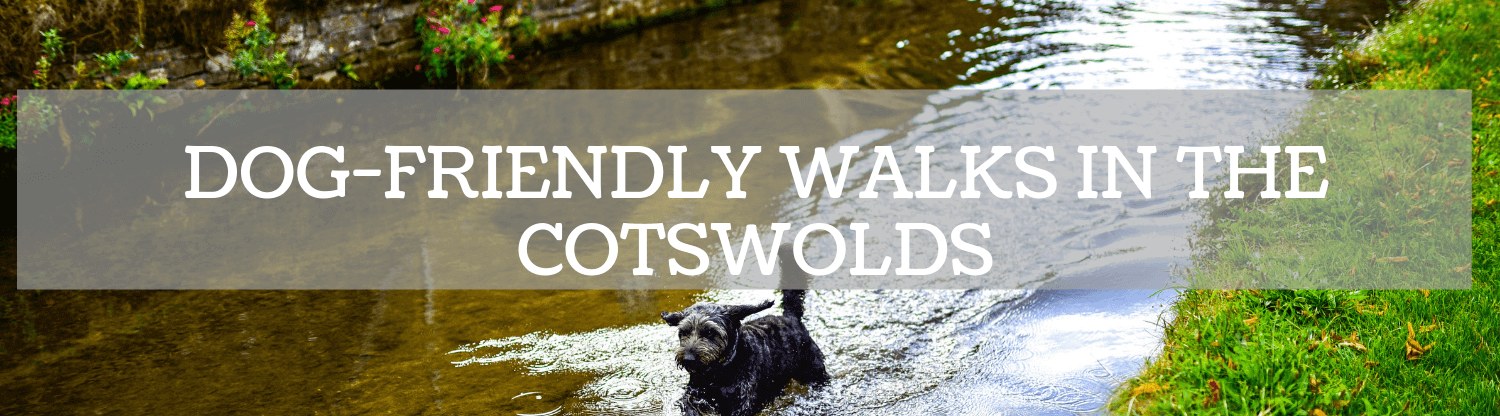Dog-Friendly Walks in the Cotswolds