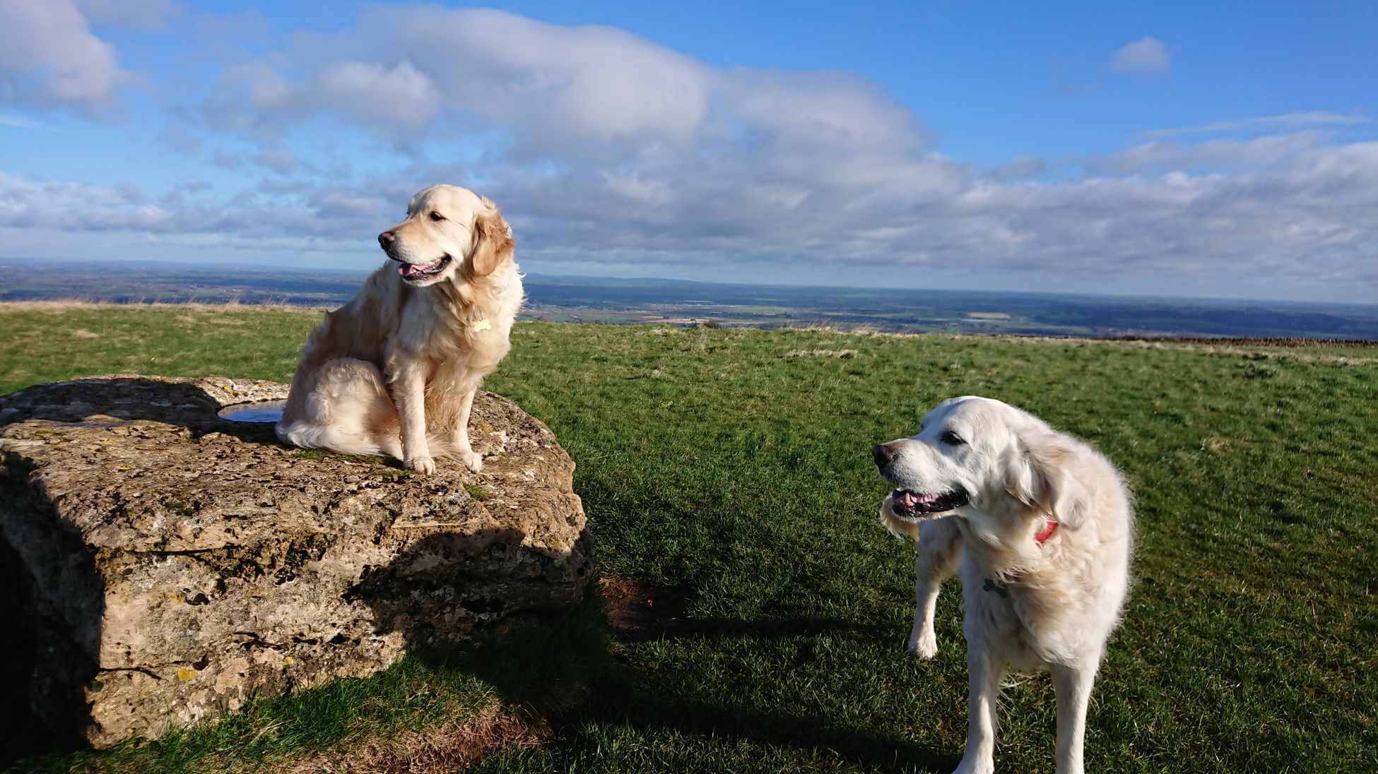 dogs on a rock